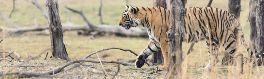sariska tiger safari online booking