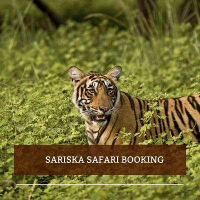 sariska safari booking contact number